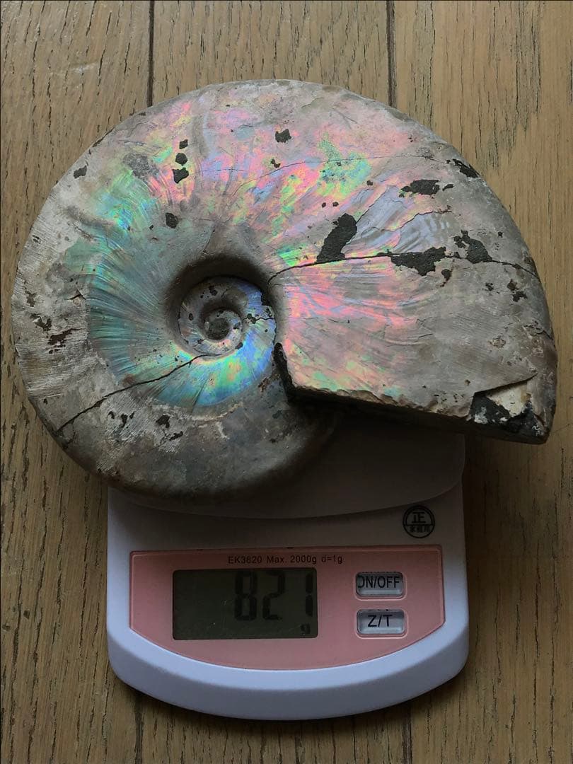 【わた】マダガスカル産　アンモナイト化石青（ビューダンティセラス）大サイズ