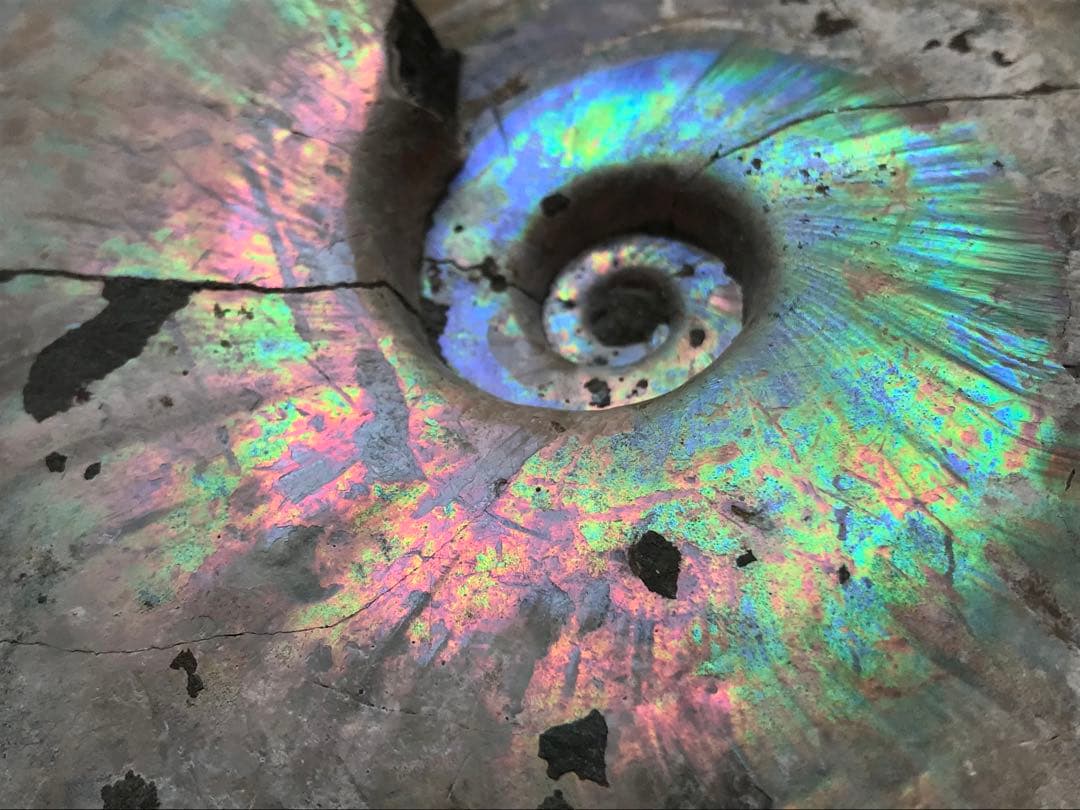 【わた】マダガスカル産　アンモナイト化石青（ビューダンティセラス）大サイズ