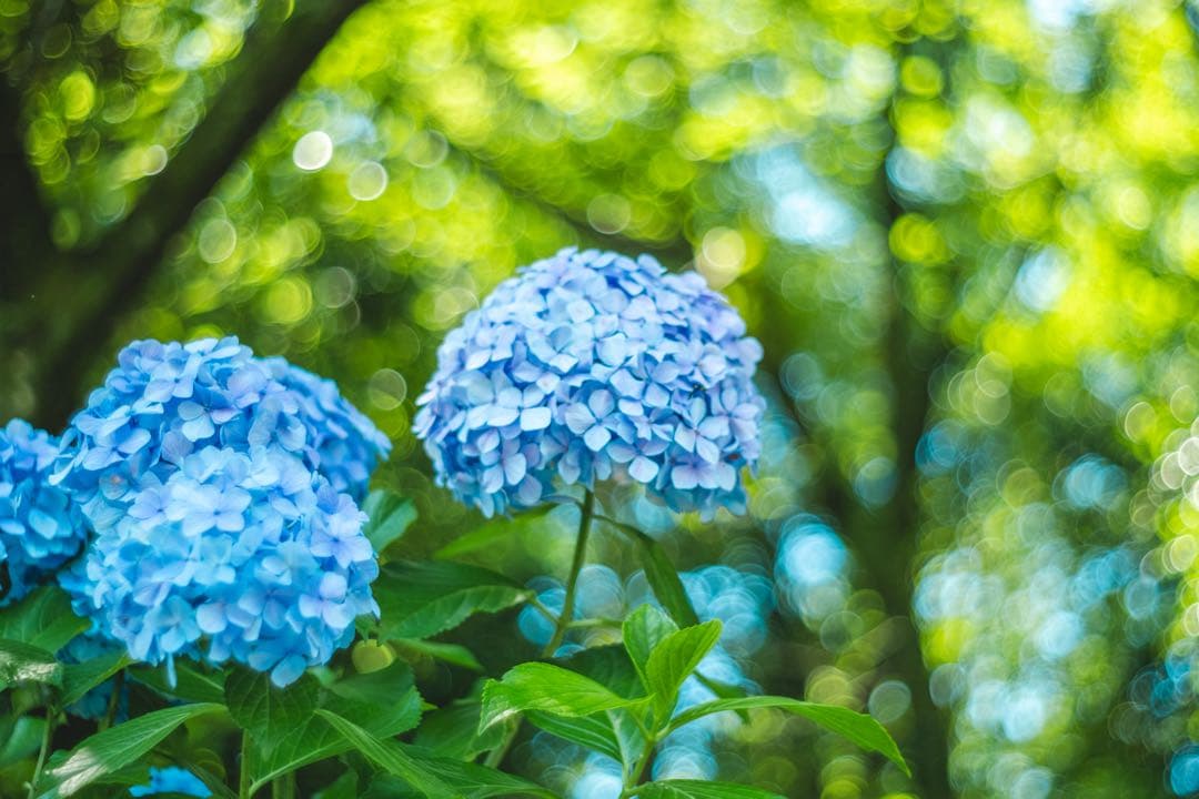 レンズ(単焦点) Meyer Optik Gorlitz Oreston 50mm f1.8