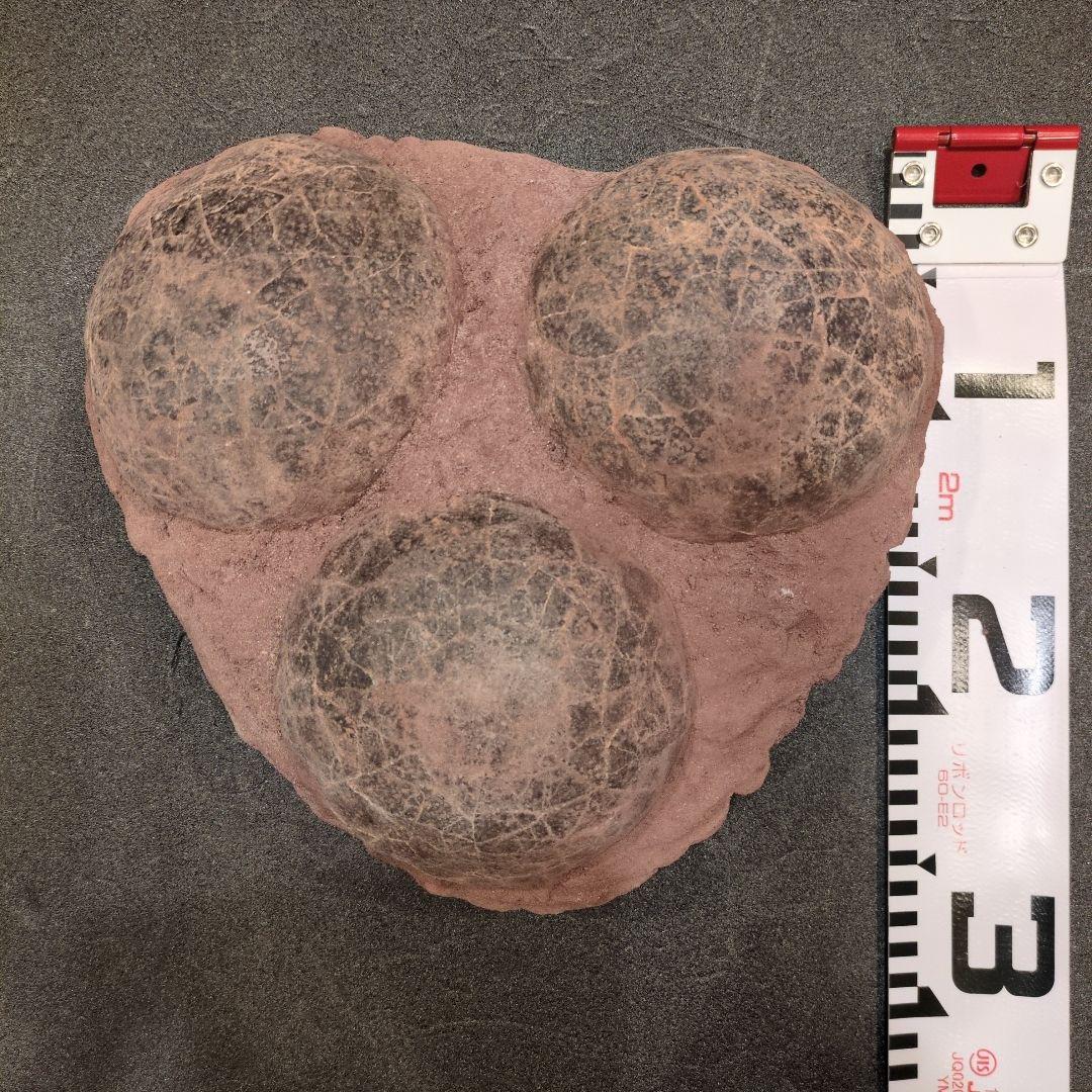 (貴重)　恐竜ハドロサウルスの卵化石（3個）　中国　補修あり