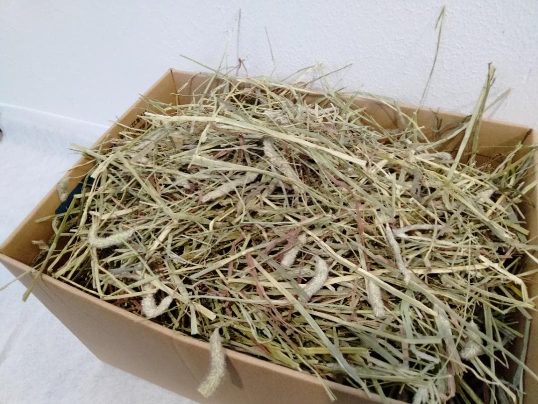 (2/9まで) カナダ産 チモシー 40kg スーパープレミアム １番刈