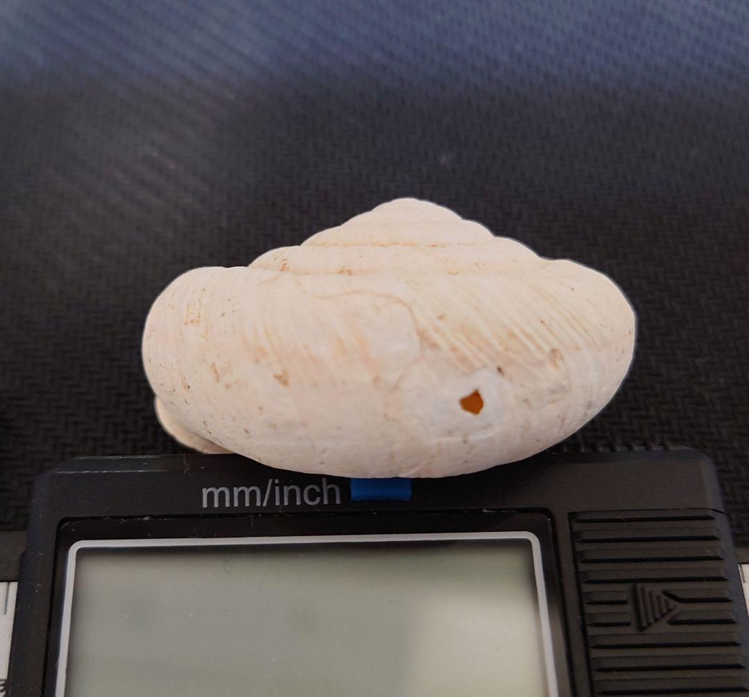 ヒロベソカタマイマイ　陸貝　半化石