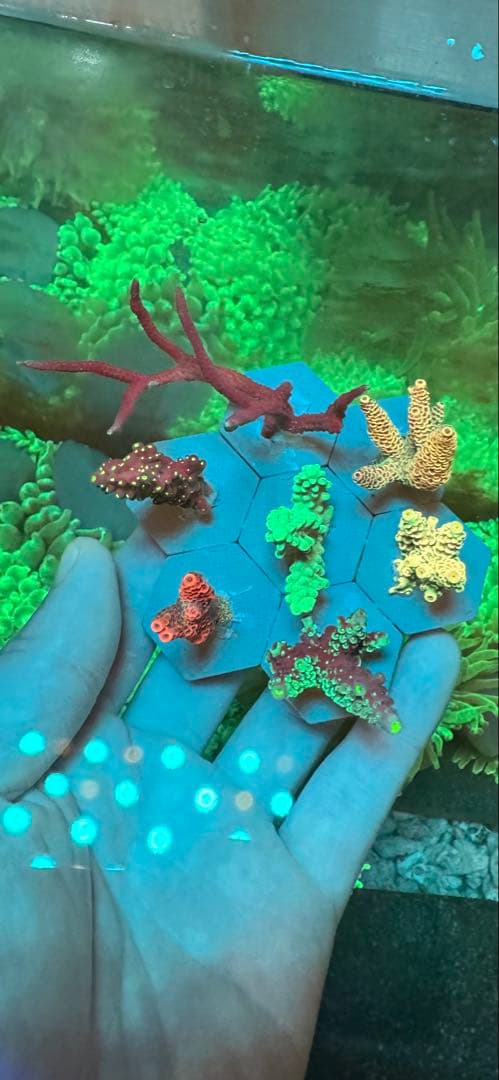 ミドリイシ ·7種類