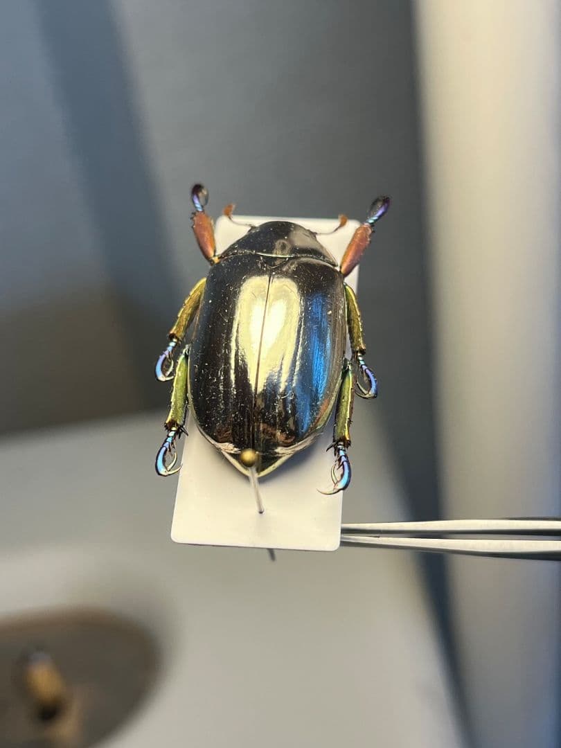 【27mm】クリサルギレアプラチナコガネ 標本カナブン ウグイスコガネ