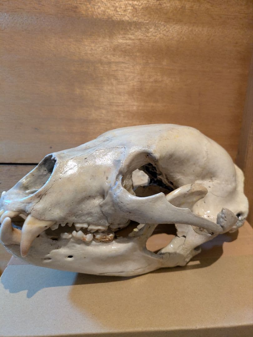 ツキノワグマ 頭骨 骨格標本 剥製