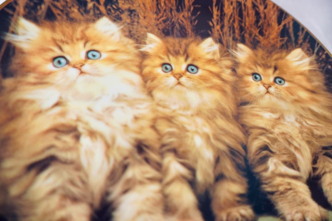 イギリス ヴィンテージ 猫 絵皿 2枚セット コレクションプレート