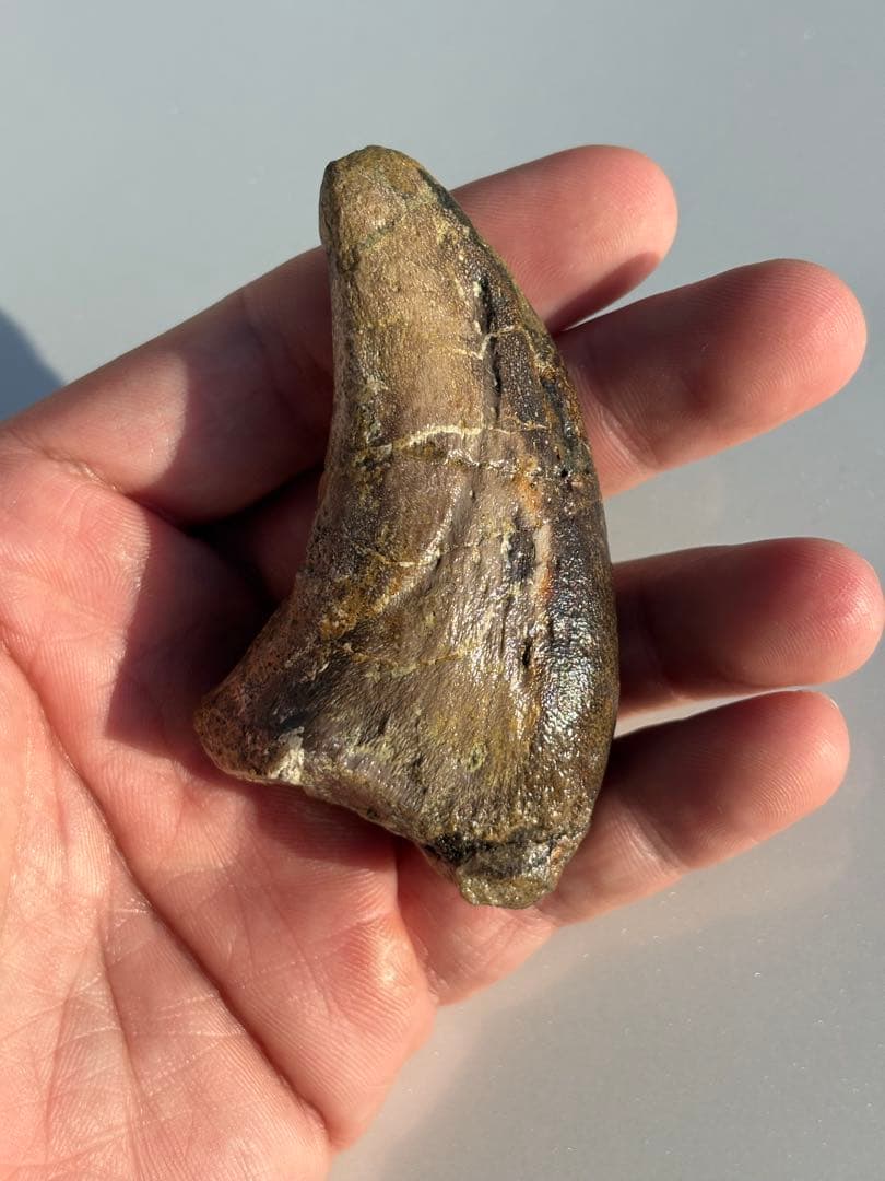 補修2〜3% マダガスカルのラパレントサウルス　フットクロウ　爪　化石　恐竜