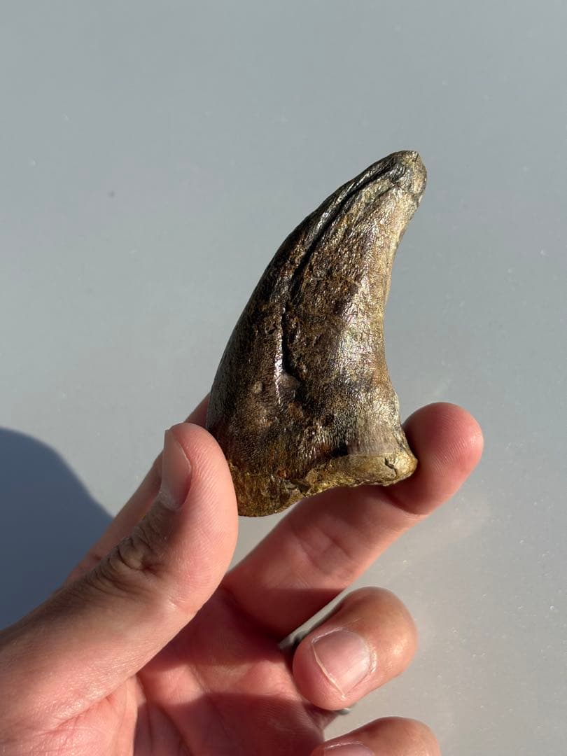 補修2〜3% マダガスカルのラパレントサウルス　フットクロウ　爪　化石　恐竜