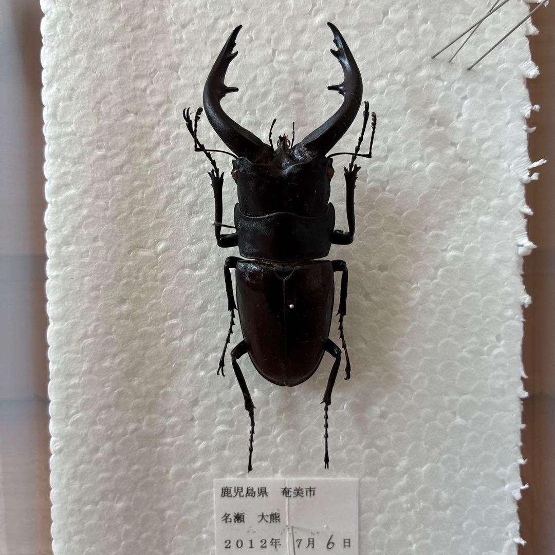 超特大　野外採集品　アマミノコギリ　78.2㎜