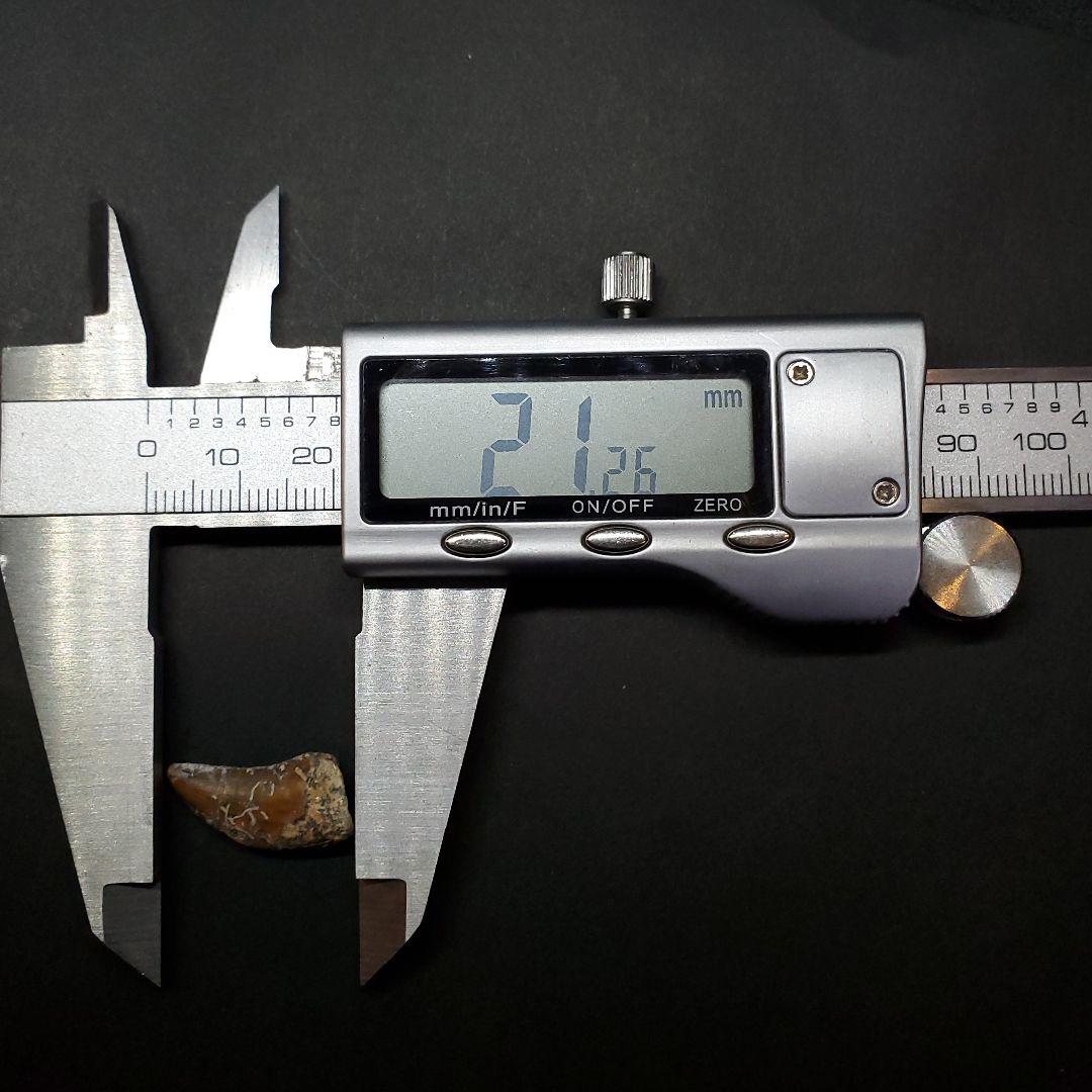 希少 ネオヴェナトル 化石 歯 恐竜 本物 ワイト島産 21.26mm fr83