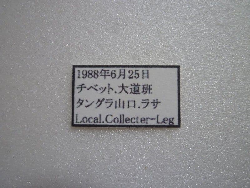 【外国産蝶標本】アッコウスバ♂/チベット.ラサ産/54mm