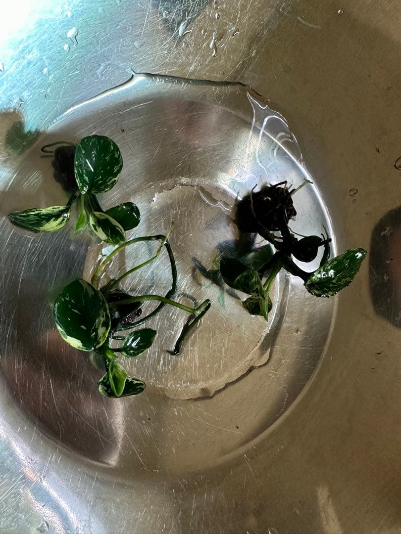 アヌビアスナナ-斑入りキングAnubias Variegated King 3本