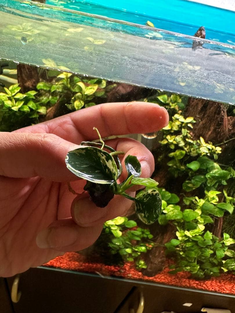 アヌビアスナナ-斑入りキングAnubias Variegated King 3本