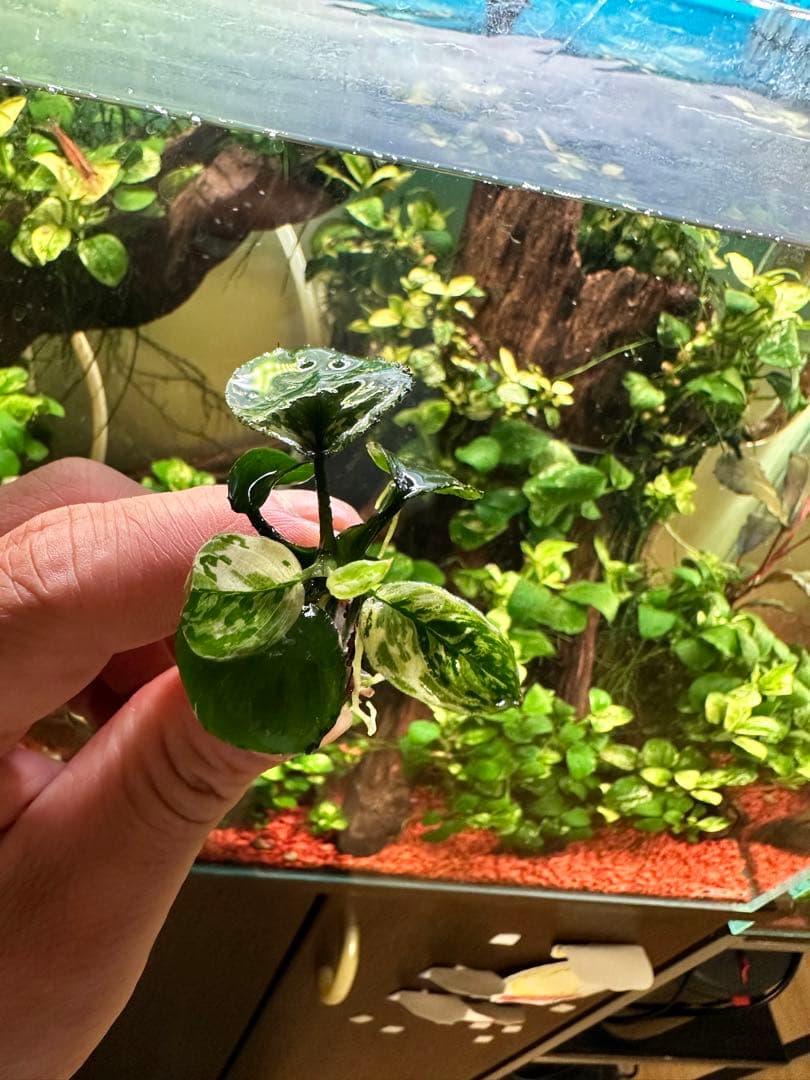 アヌビアスナナ-斑入りキングAnubias Variegated King 3本