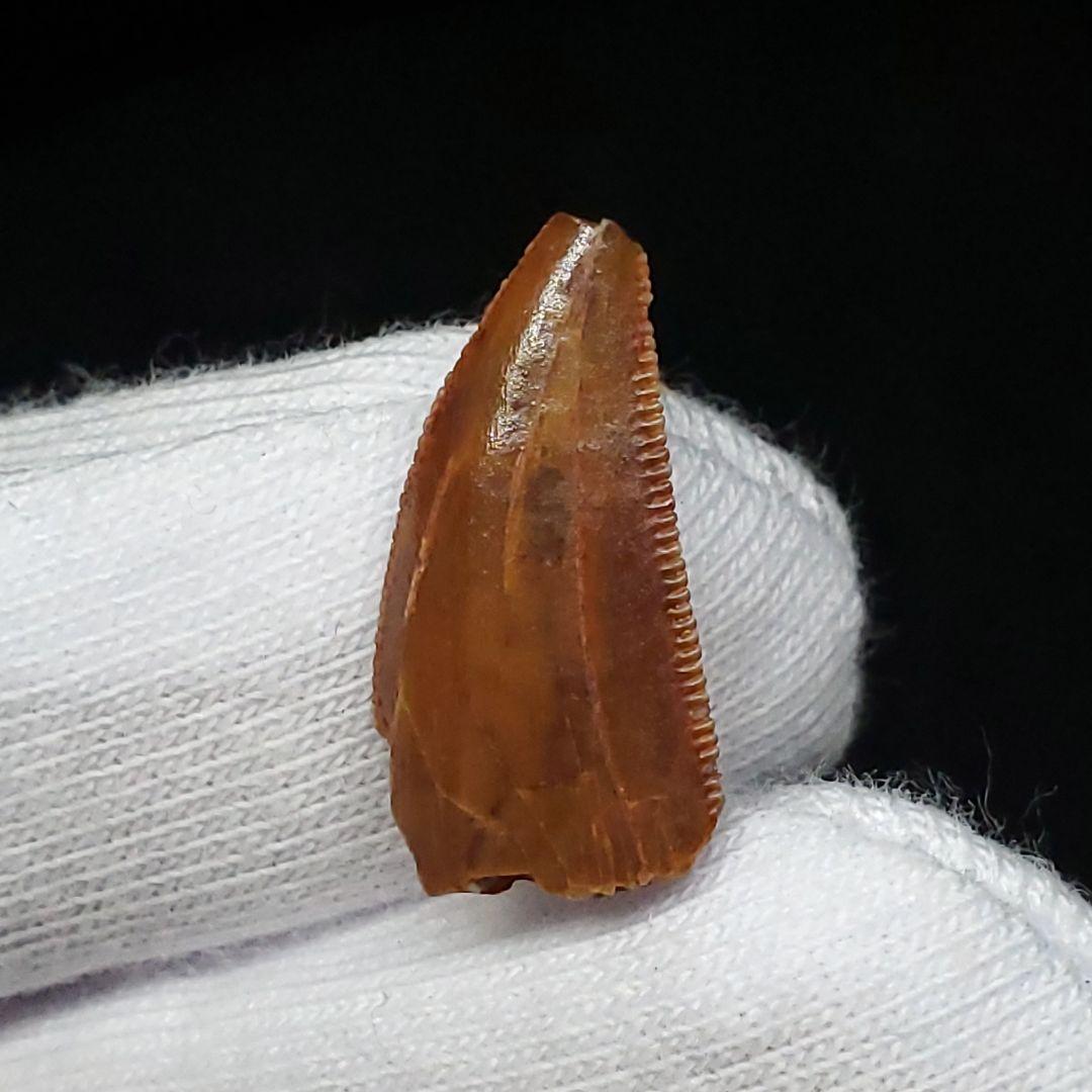 ラプトル 化石 歯 恐竜 本物 モロッコ産 16.92mm  fra30