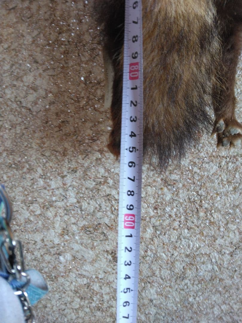 タヌキ剥製　ラクーンドック 毛皮　 小型　マフラー　リアルファー