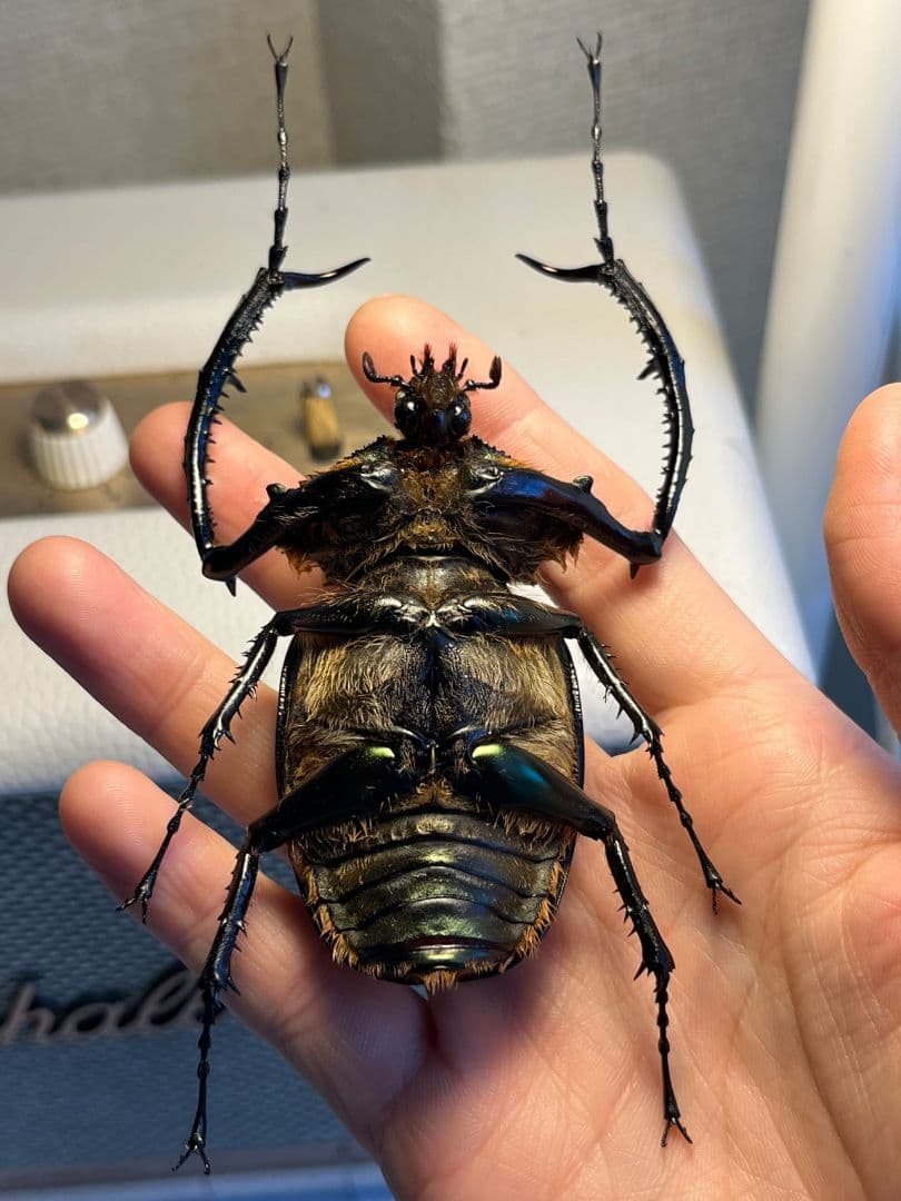 【73mm】ヤンソニーテナガコガネ　カメムシサシガメ甲虫昆虫標本ハムシフンチュウ