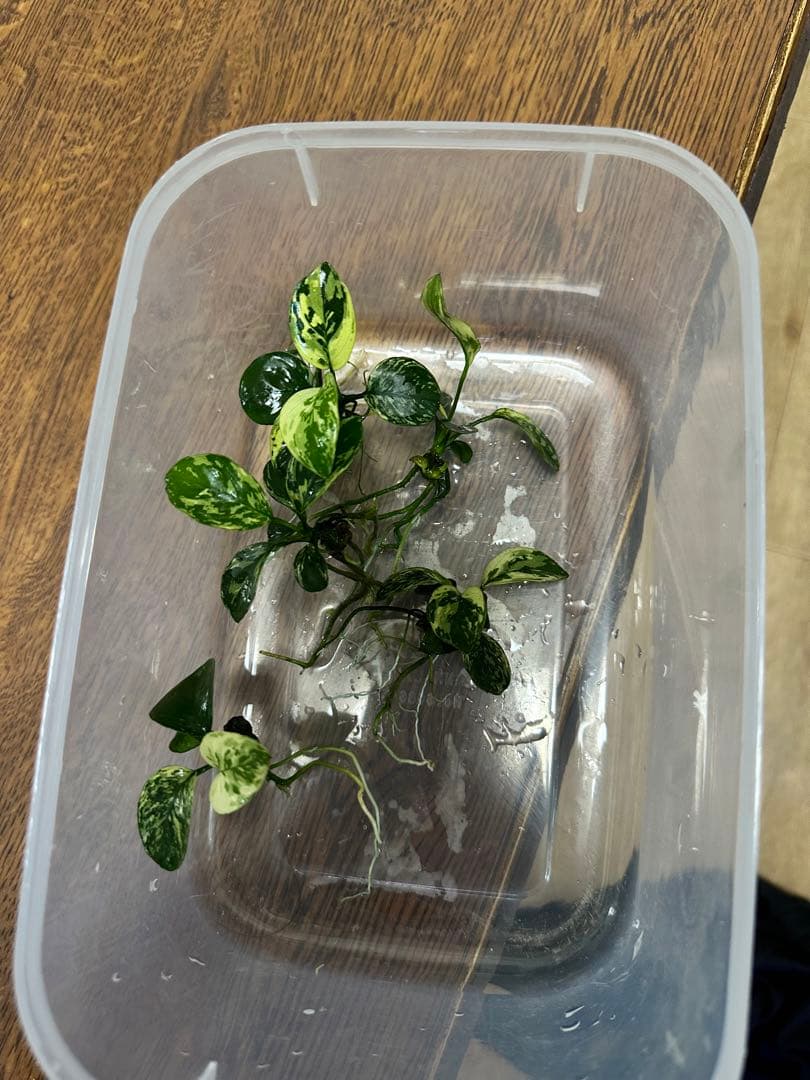 アヌビアスナナ　斑入りキング　5株