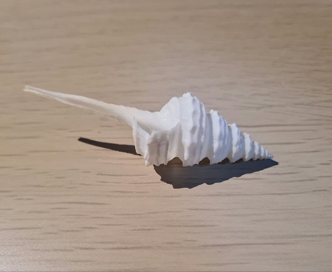 貝殻 Coluzea Juliae