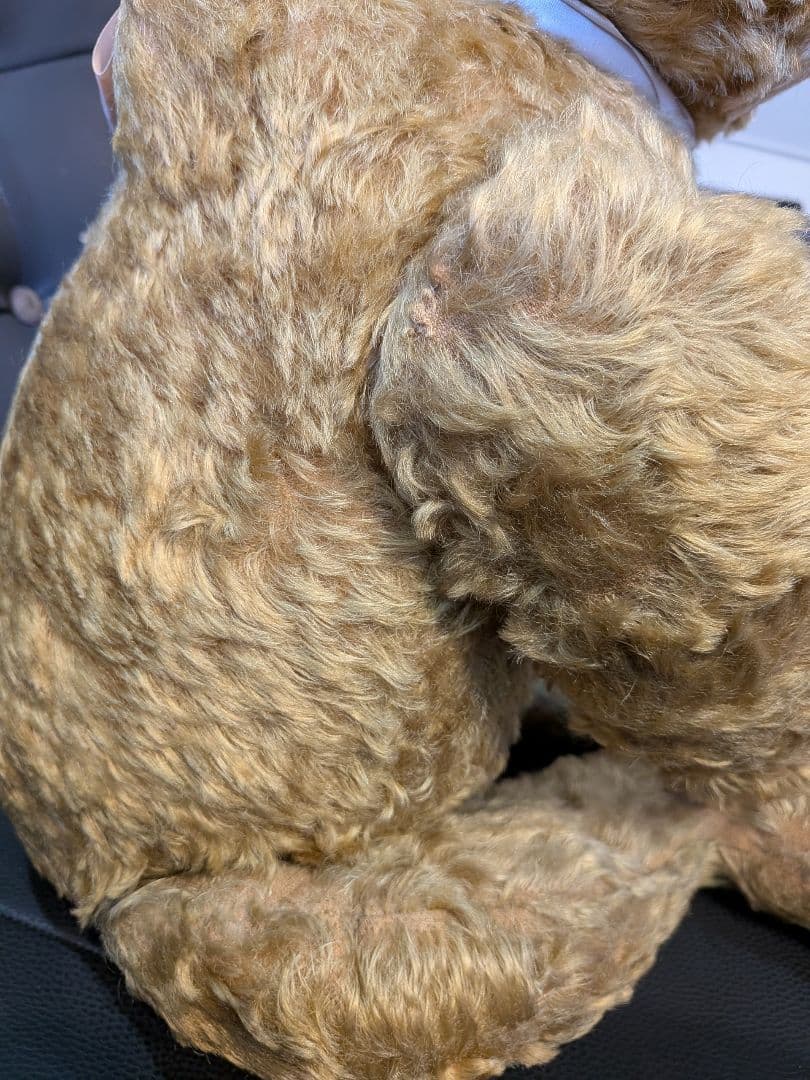 アンティークテディベア