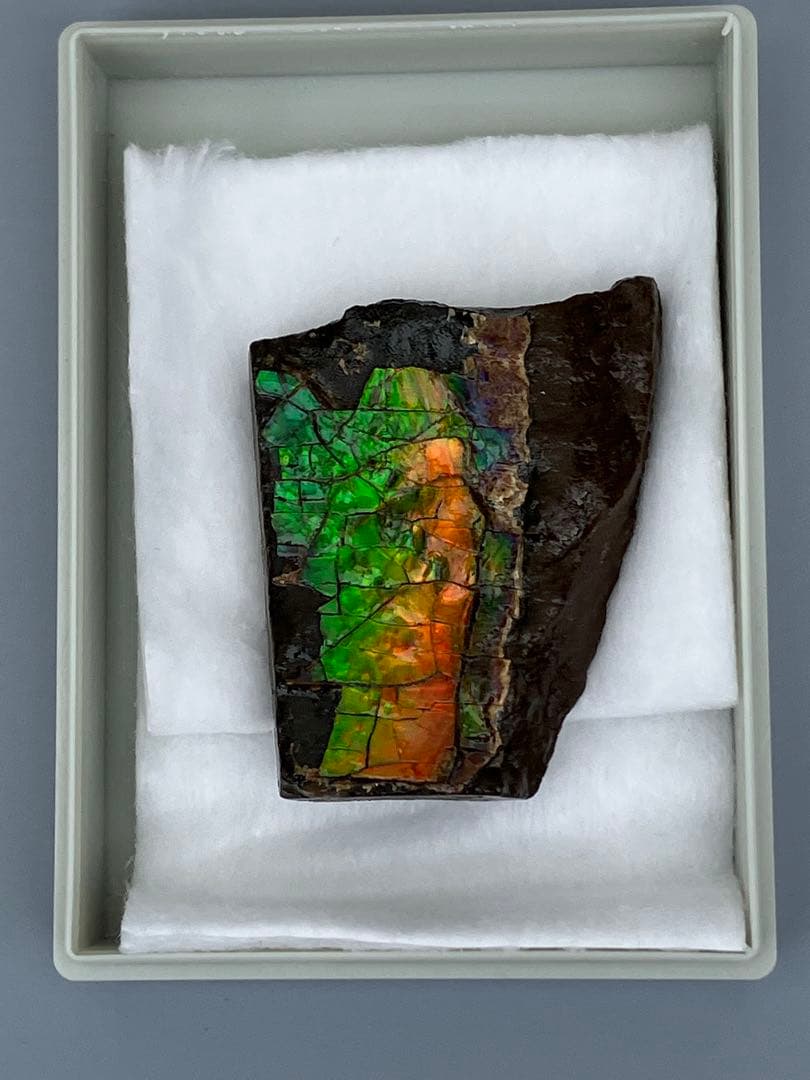 化石　原石　アンモライト　アンモナイト　幅4.4cm カナダ産　置物　箱付き