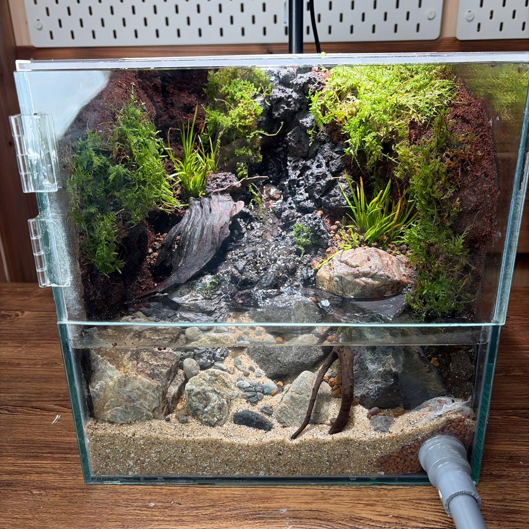 沢のあるアクアテラリウム