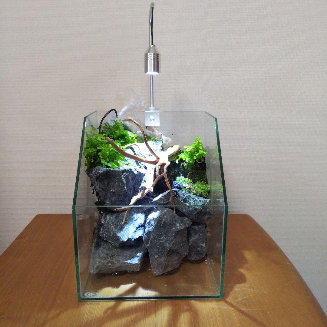 【完成品】 苔テラリウム 苔ボトル ホソバオキナゴケ　アクアテラリウム