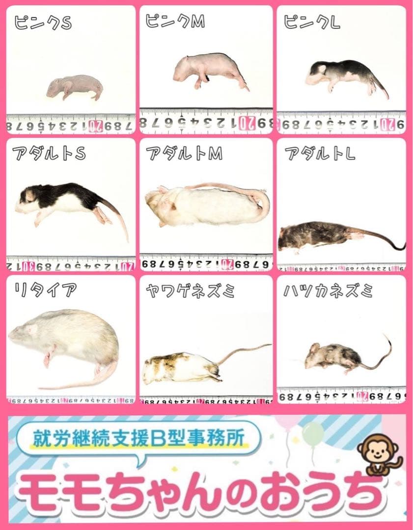 ニコニコラット！