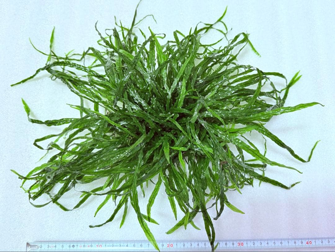 ミクロソリウム　ナローリーフ　超大株