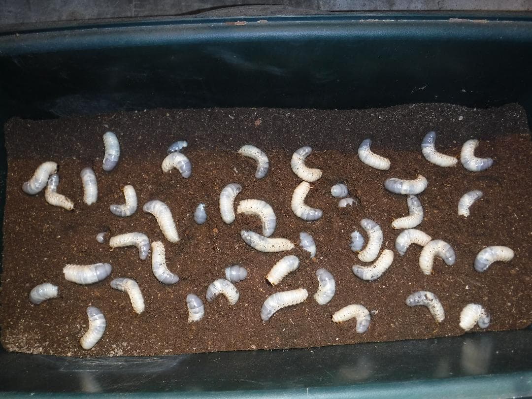 カブト虫マット：発酵熟成竹②：成虫・幼虫飼育用：１０００ℓ