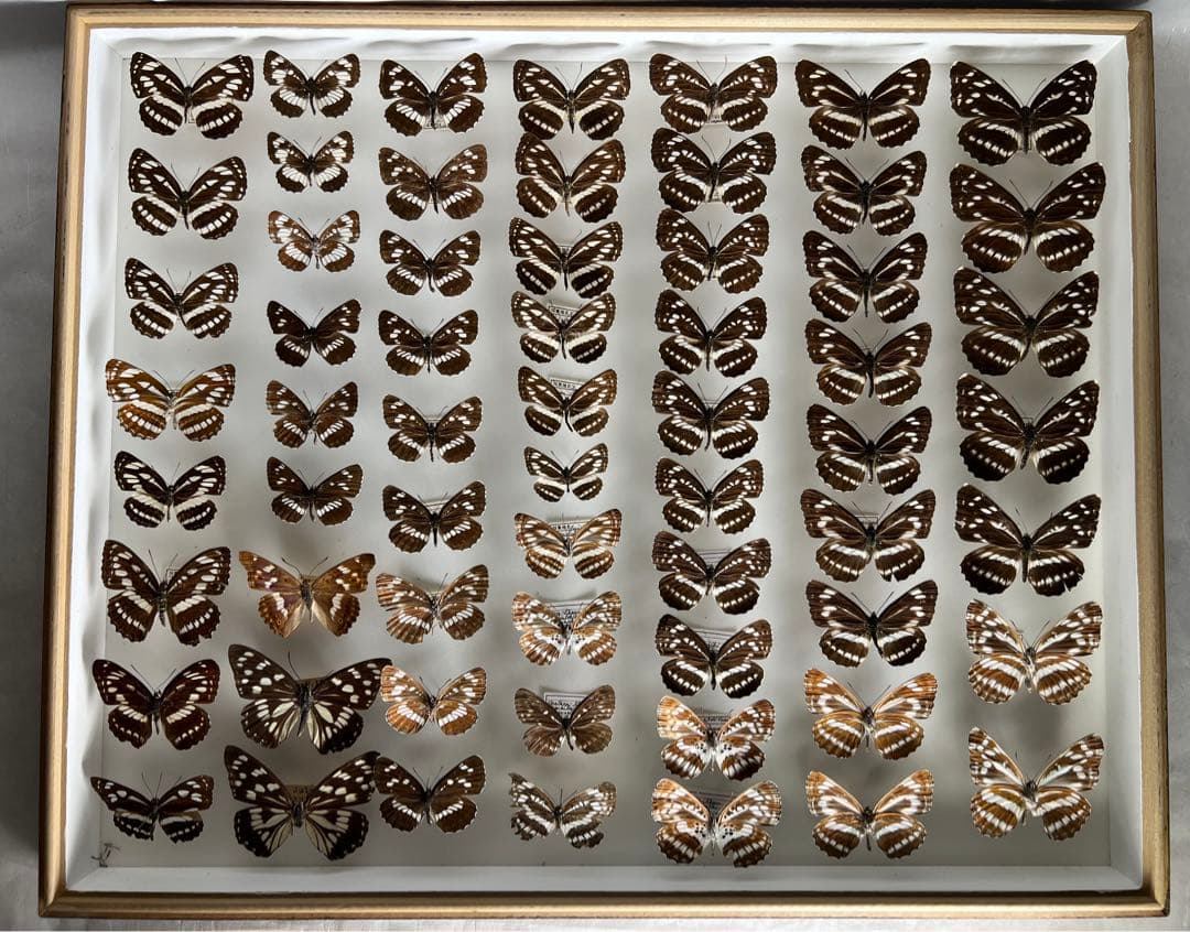 コミスジ蝶採取82/84/88年標本ガラス木箱現状品のみ50x41x6cm