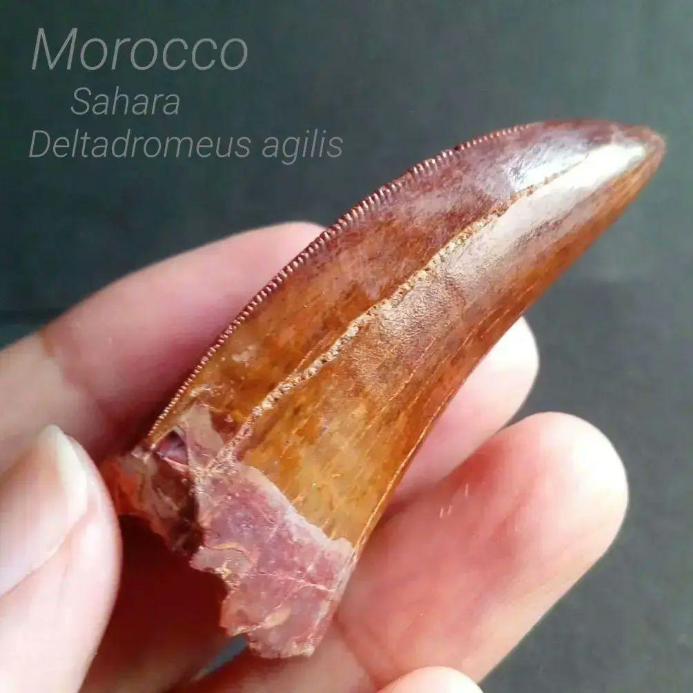 歯化石　恐竜　アフリカ獣脚類　極美麗　高品質標本