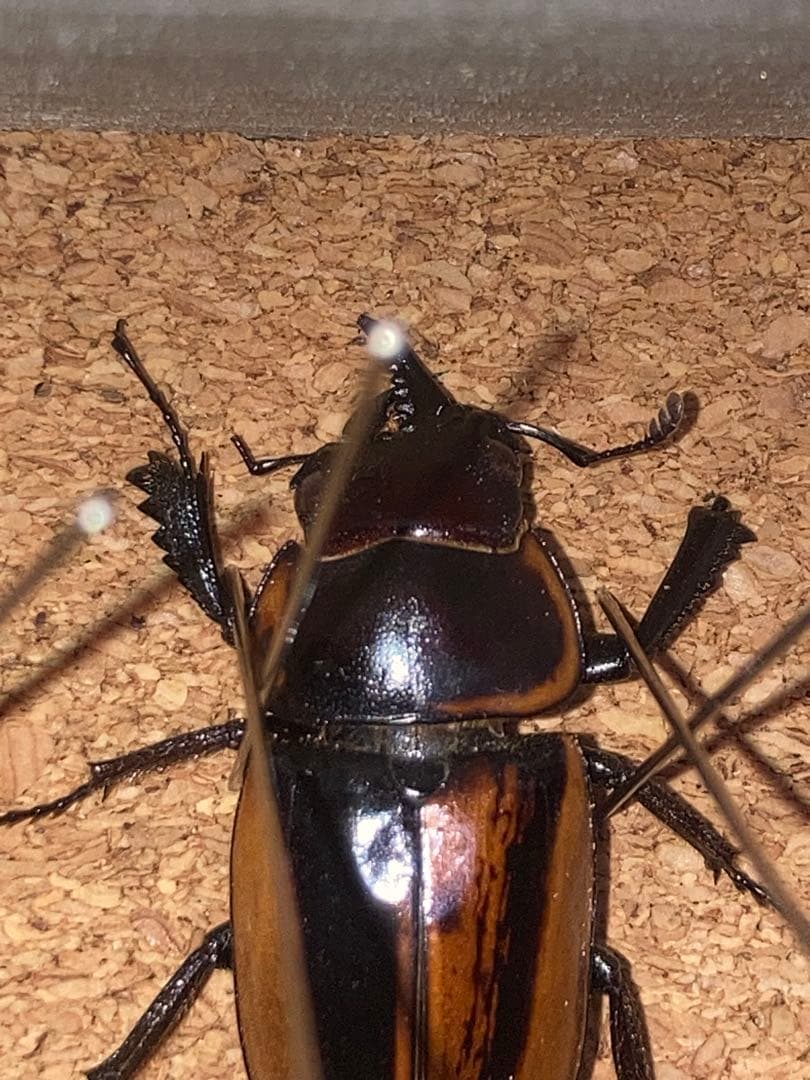 雌雄モザイク クワガタ など