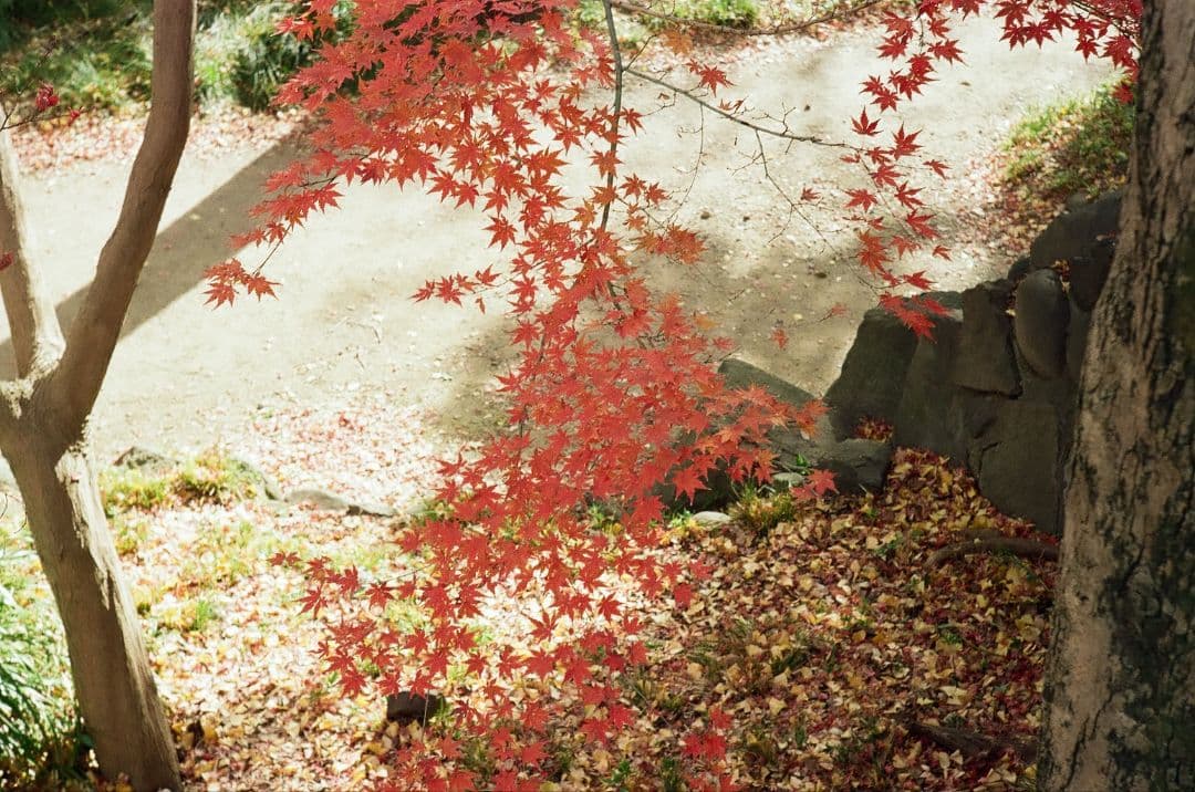 Canon P & Jupiter-8　完動品