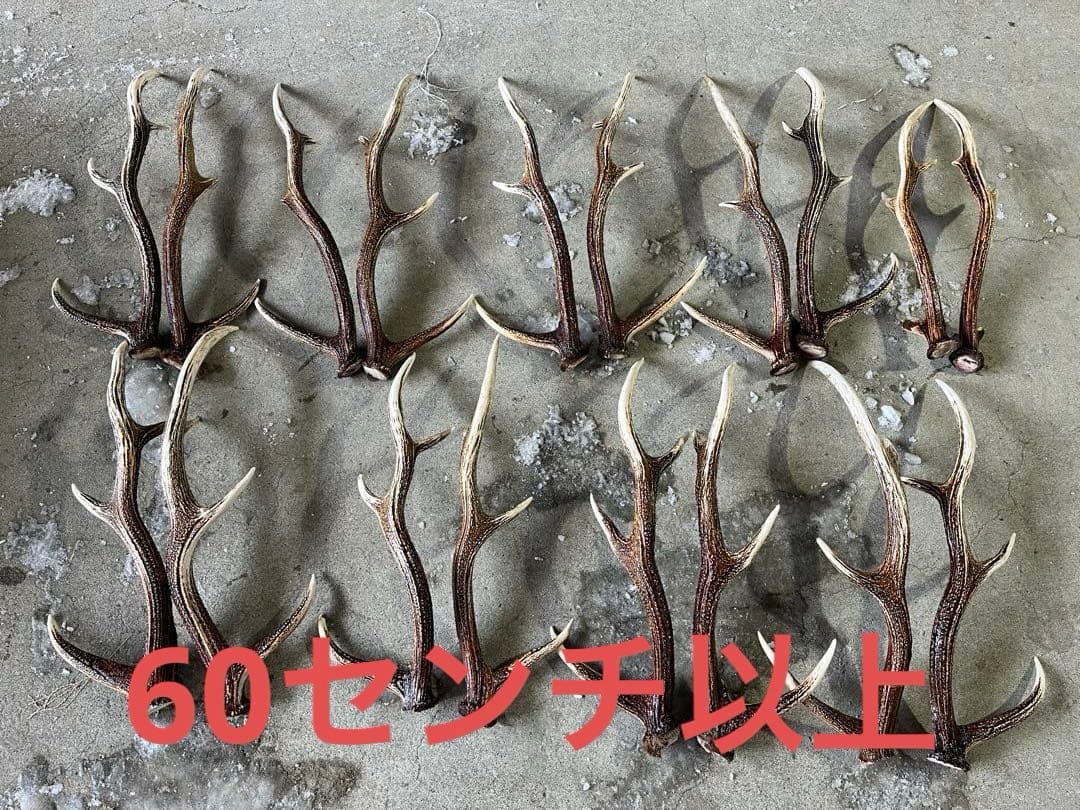 エゾ鹿の角 24本セット　自然素材