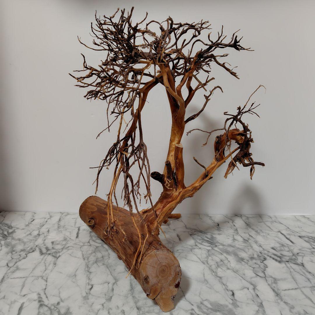 アク抜き済み流木【17】