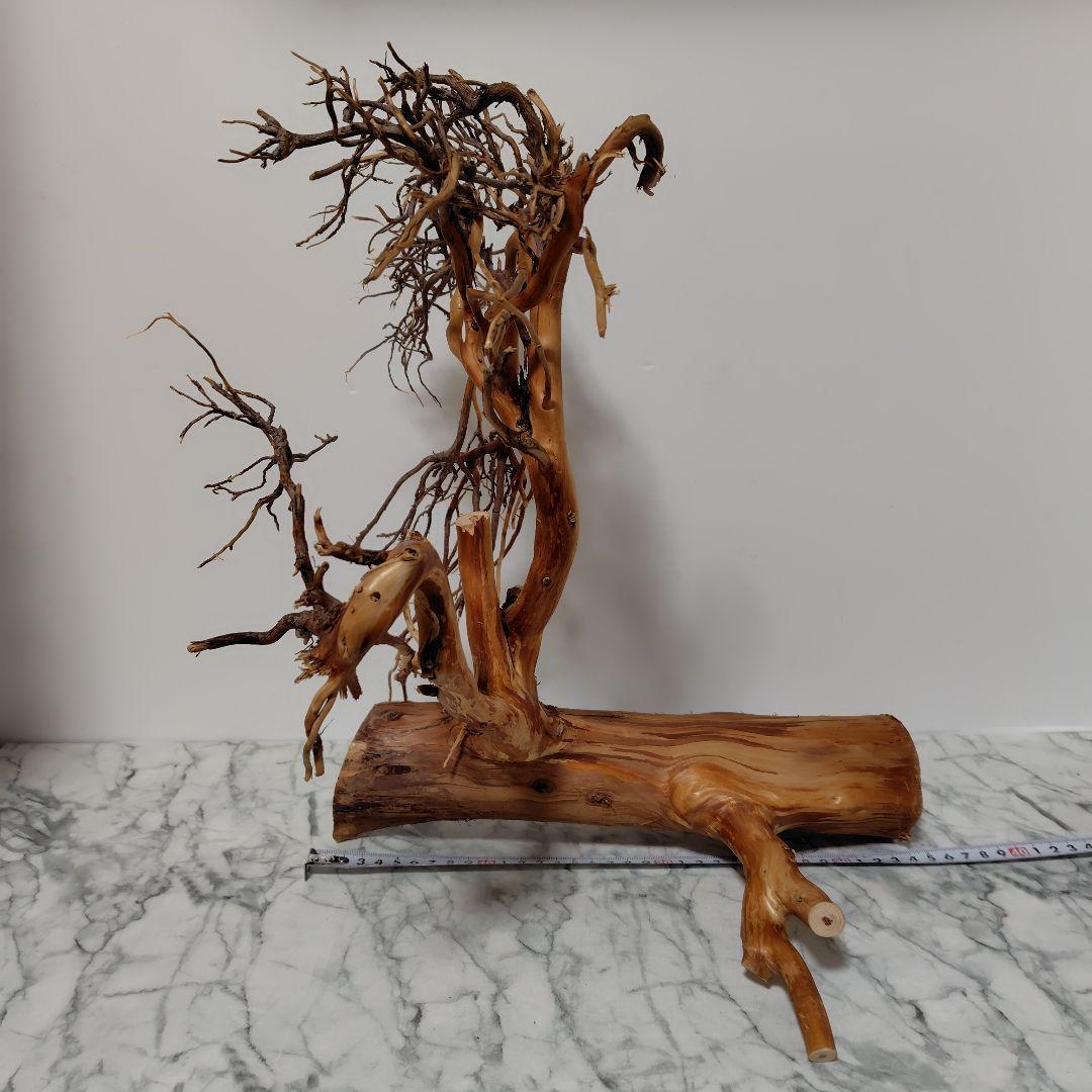 アク抜き済み流木【17】