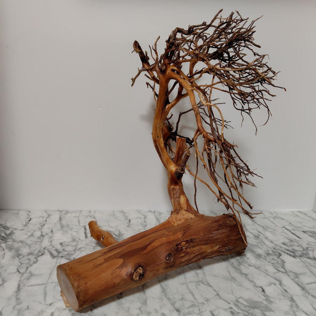 アク抜き済み流木【17】