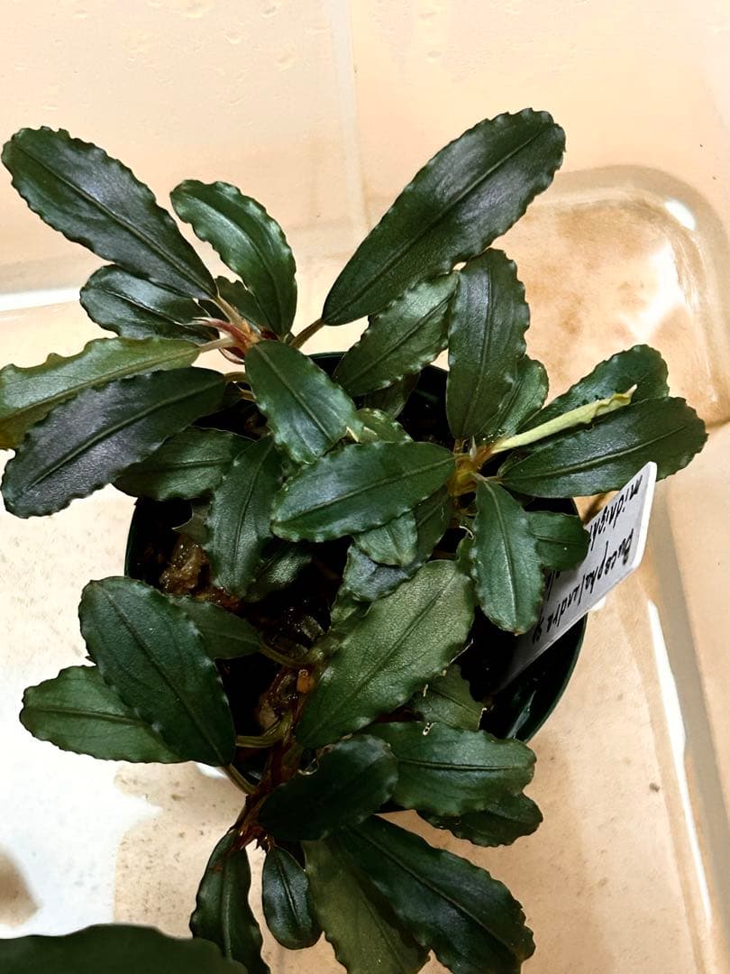 水草 Bucephalandra sp.Midnight purple