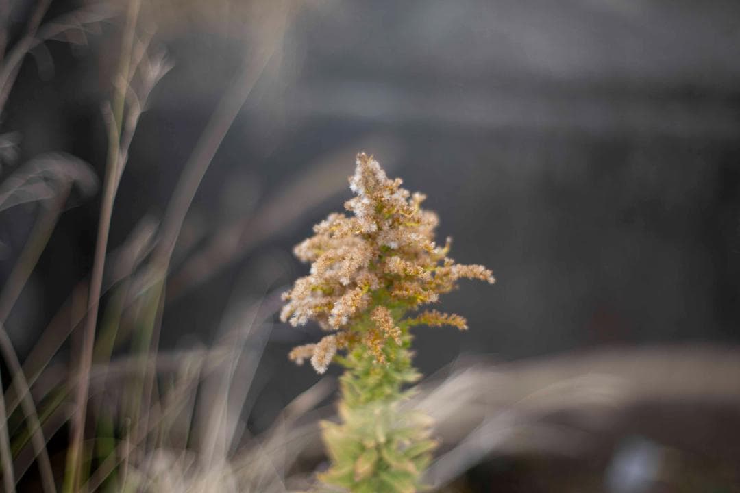 レンズ(単焦点) Carl Zeiss Planar 50mm f1.4 ZE For Canon