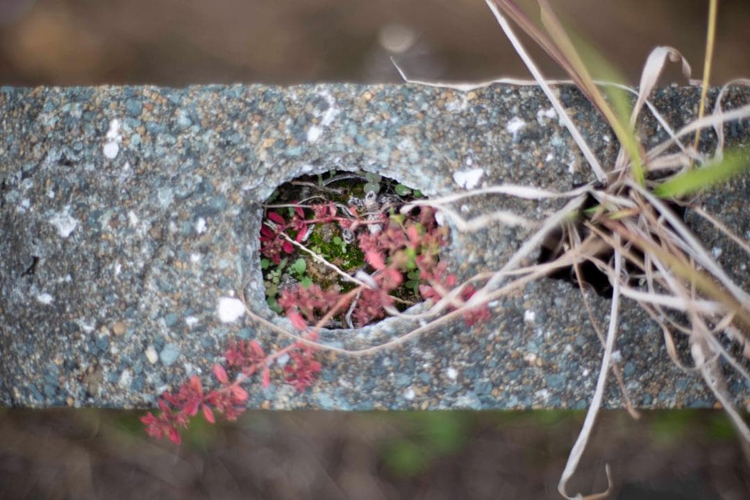 レンズ(単焦点) Carl Zeiss Planar 50mm f1.4 ZE For Canon