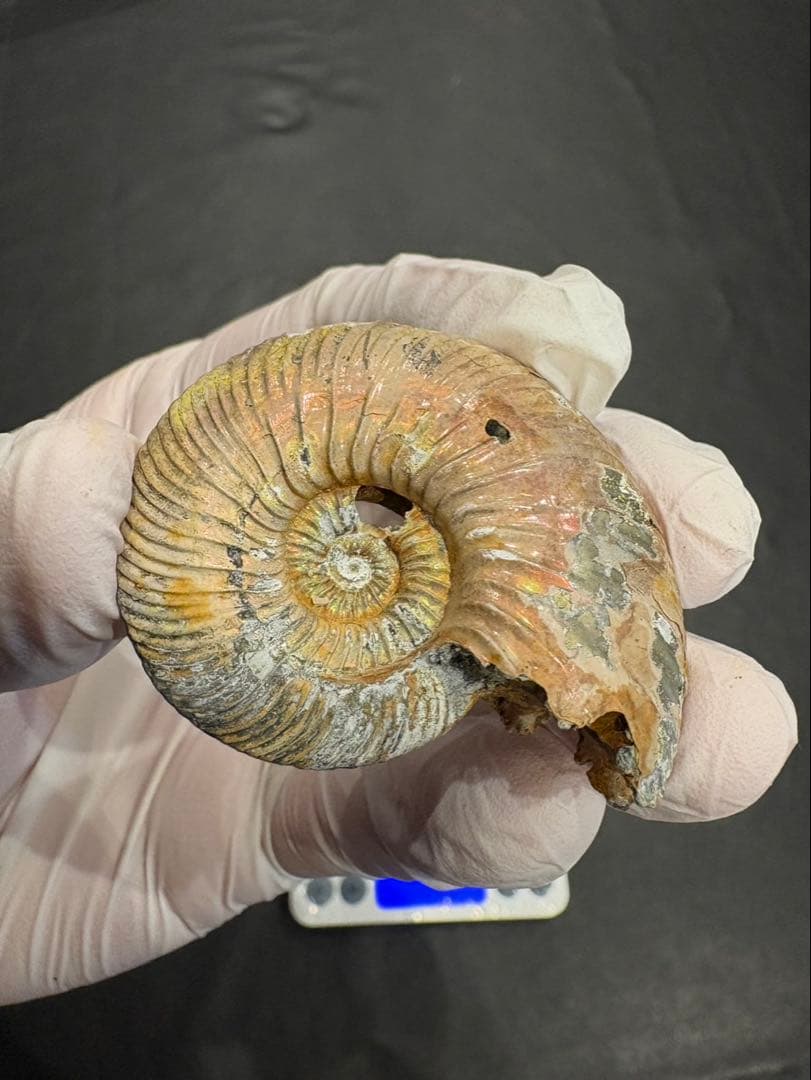 化石　クエンステッドセラス　アンモナイト　まとめ9つ