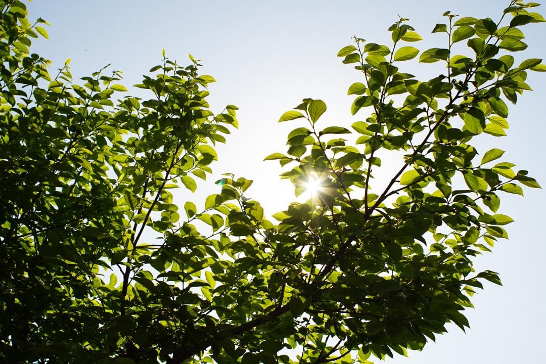 ミノルタ MINOLTA MC W.ROKKOR 28mm F2.8