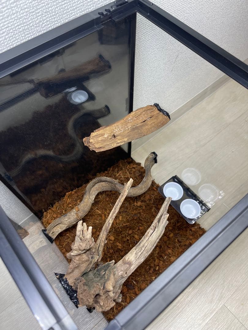 爬虫類　ゲージ　レイアウト