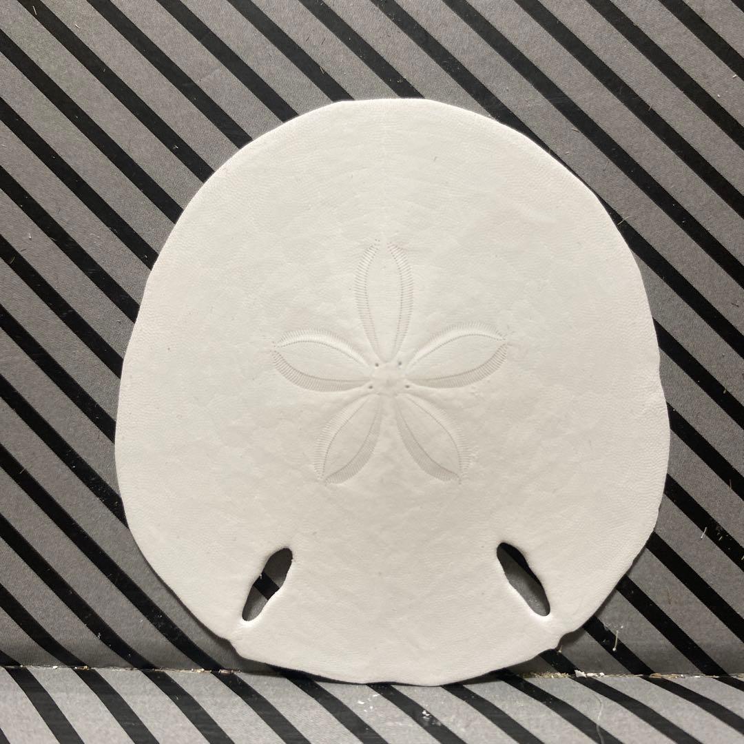 フタツアナスカシカシパン♡ブンブク♡ウニ殻♡標本