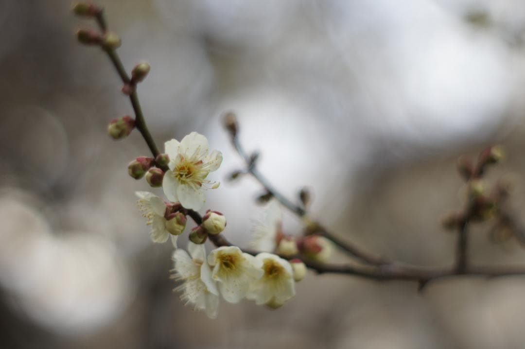 極美フレア✨ 作例有 PENTAX スーパータクマー 55mm f1.8 後期