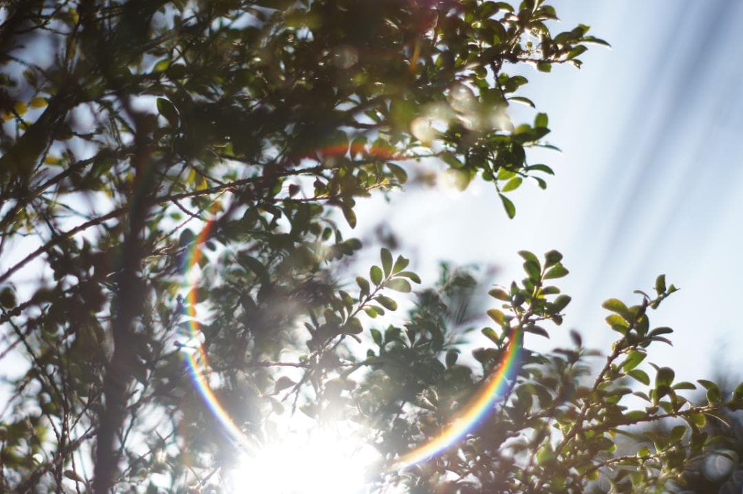 極美フレア✨ 作例有 PENTAX スーパータクマー 55mm f1.8 後期