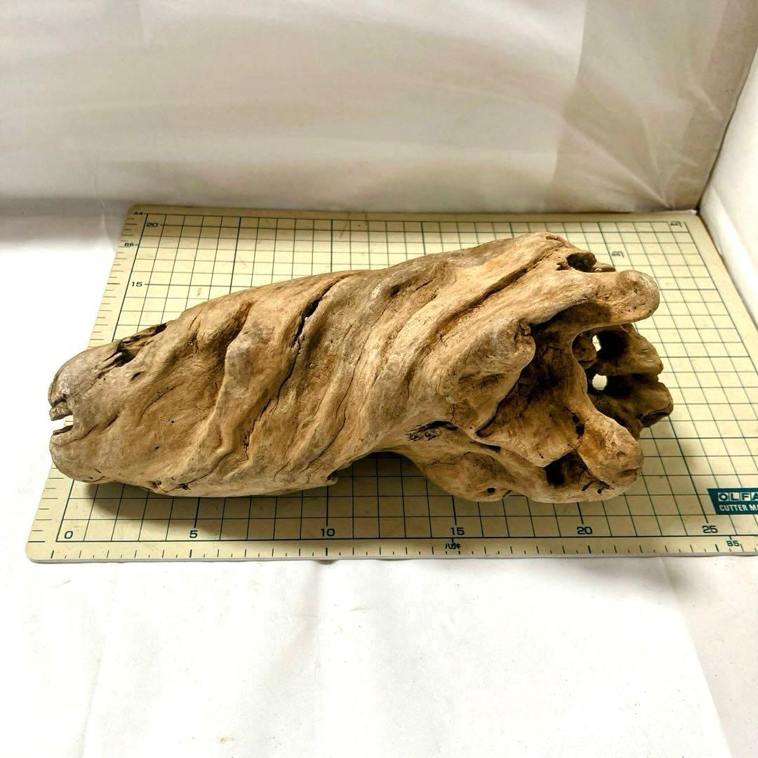 流木 その7 【自立型】自然沈水確認済み