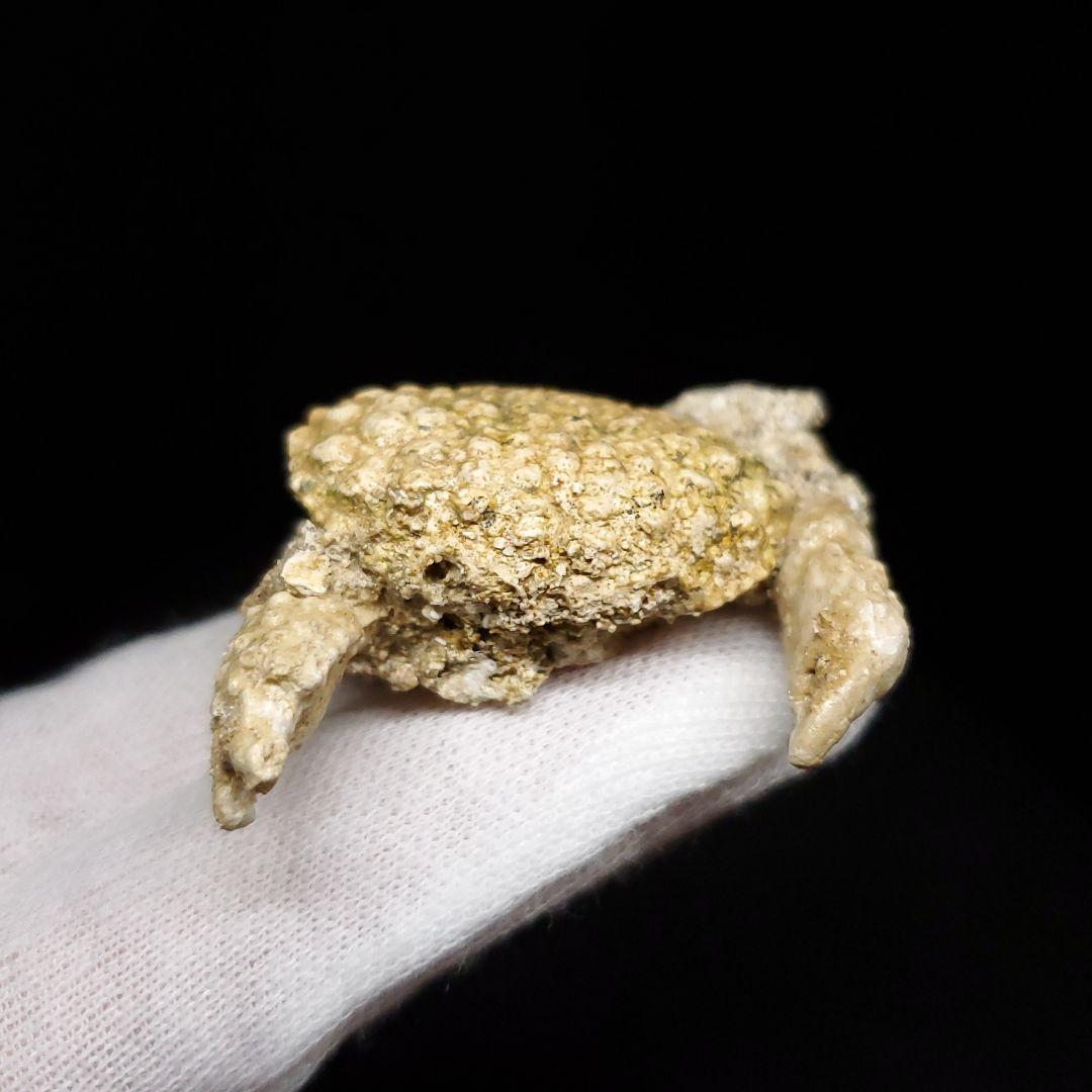 美品 カニ 歯 本物  化石 恐竜 産 42.87mm fcr1