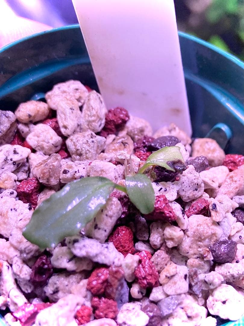 【ヤーマン様確認用】ブセファランドラ sp, ピンクバリエガータ 水上葉